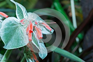 Rechsteineria (Sinningia leucotricha, Rechsteineria leucotricha)