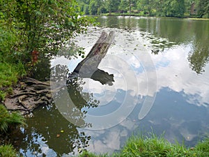 Reclection of a green forest in a pond