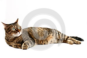 Reclining cat on white photo