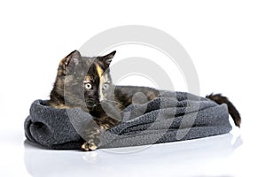 A reclining colorful tortoiseshell cat lies in a yarn scarf and looks to the right, observing carefully.