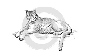 Reclining cougar. Lying American mountain lion, red tiger, panther animal. Puma predator in zoo, vector illustration photo