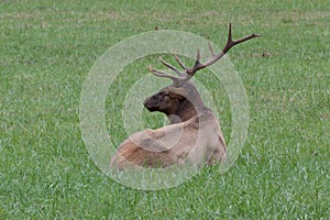 Reclining elk in a field of green grass, Great Smoky Mountains