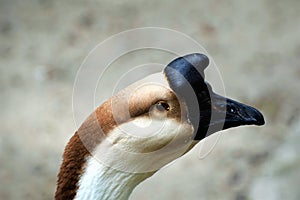 An Recluse Goose