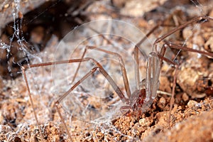 Recluse spider on natural habitat - danger poisonous spider