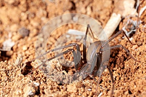 Recluse spider on natural habitat - danger poisonous spider