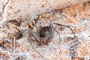 Recluse spider on natural habitat - danger poisonous spider photo