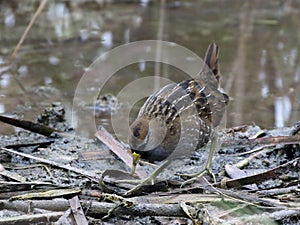 Sora Foraging in a Marsh