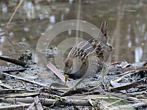 Sora Foraging in a Marsh photo