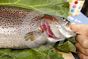 Recognize fresh trout photo