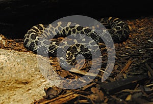 Recoiled Snake