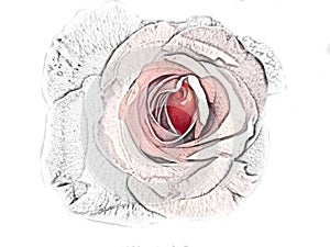 recolored bleach pencil drawing of a red rose