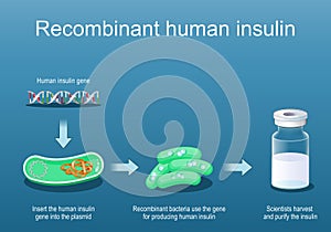 Recombinant bacteria for producing insulin photo