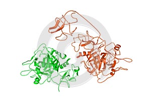 Recombinant Gla-domainless prothrombin mutant. Ribbons diagram with differently colored protein chains. 3d illustration