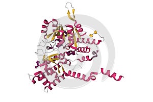 Recombinant human serine hydromethyltransferase