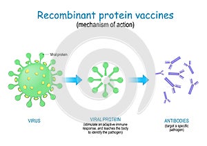 Recombinant protein vaccine. mechanism of action