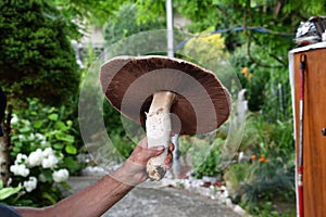 An extraordinarily large fungus  agaricus campestris found in Slovakia in Bardejov with a hat diameter of up to 37 cm