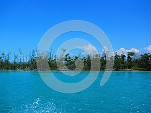 Recovering mangrove forest