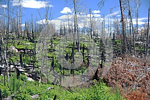 Recovery After a Forest Fire