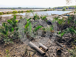 Recovery of nature mangrove forest in Samut Prakan, Thailand