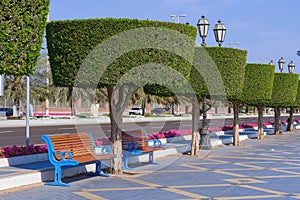 Recreation area with classic wooden benches along road walkway with shaped trimmed ornamental topiary trees alley.