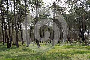 Recreation area with eucaliptus and pine trees at Rodiles, Asturias photo