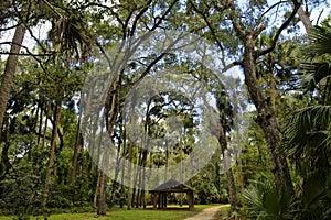 The recreation area in the Ocala National Forest located in Juniper Springs Florida photo