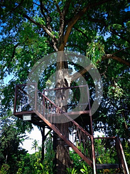 Recreation Place On The Big And Tall Tree In The Park