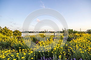 Recreational area of Liepaja lake Yellow and purple flowers over blue sky