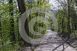 Recreational path in the forrest