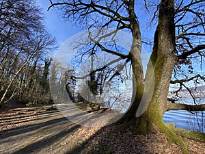 Recreational trails and promenades along the Au lake or Ausse and Zurich lake Zuerichsee oder ZÃÂ¼richsee, WÃÂ¤denswil Waedenswil photo