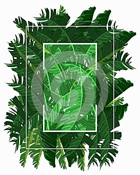 rectangle frame with banana leaves on white background