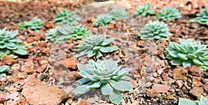 Rectangular arrangement of succulents