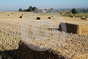 Rectangular bale of straw in the field
