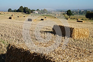 Rectangular bale of straw in the field