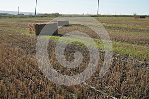 Rectangular bale of straw in the field