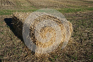 Rectangular bale of straw in the field