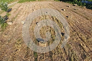 Rectangular bales of hay on the field. Hay
