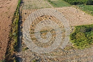 Rectangular bales of hay on the field. Hay