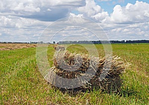 Rectangular bales of hay on the field