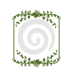 Rectangular flower arrangement. Green leaves isolated on white background. Festive flower arrangement. Border of green branches.