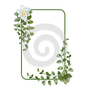 Rectangular flower arrangement. Green leaves and white flower isolated on white background. Festive flower arrangement. Border of