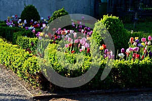 rectangular flowerbed bordered and divided by a boxwood hedge and