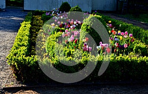 rectangular flowerbed bordered and divided by a boxwood hedge and