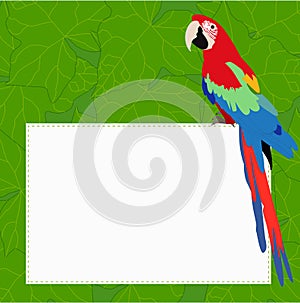 rectangular frame with a beautiful Ara parrot on a green background with foliage. vector illustration. template for photo frame o