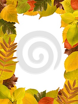 Rectangular frame of different autumn leaves