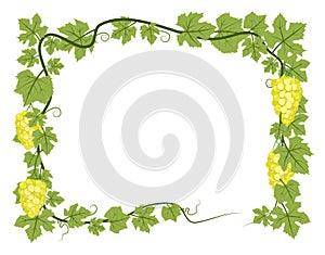 Rectangular Frame. Vine with foliage and bunches of grapes. Viticulture and farming. Branches with berries on a dense