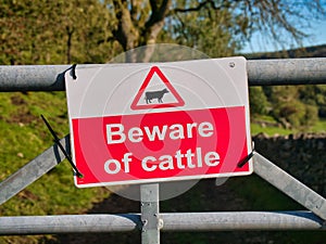 A rectangular red and white sign fixed to a metal farm gate advising walkers to Beware of Cattle that might be loose.