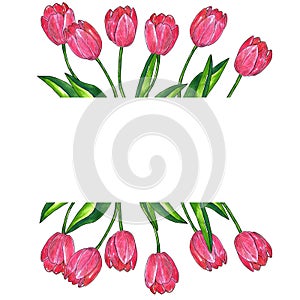 Rectangular template for design. Red pink tulips with leaves. Hand drawn watercolor and ink illustration. Isolated on white