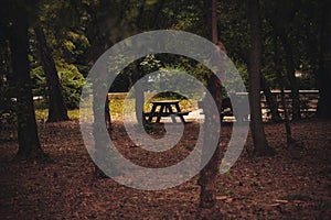 Rectangular wooden picnic table in a green wooded area