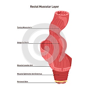 Rectum muscular strucutre. Perineal area skin, anal canal and sphincter